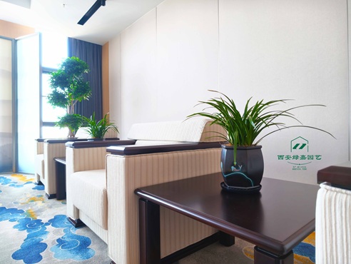 西安会客室绿植租赁案例-西安绿嘉园艺 西安会客室绿植租赁案例-西安绿嘉园艺