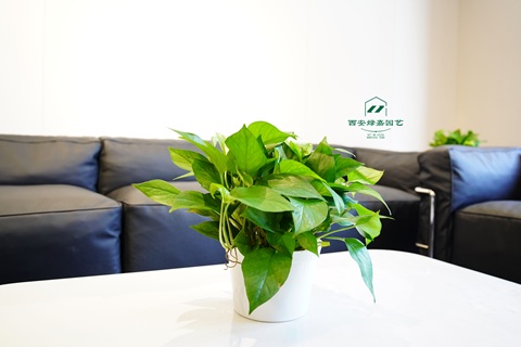 西安绿植租赁供应商-西安绿嘉园艺 西安绿植租赁供应商-西安绿嘉园艺