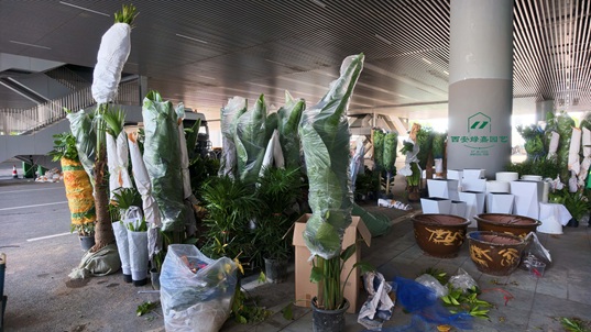 西安绿植租赁备货-会展中心卸货区 西安绿植租赁备货-会展中心卸货区