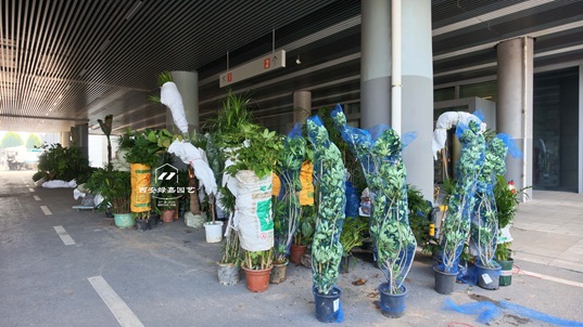 西安绿植租摆备货-会展中心卸货区 西安绿植租摆备货-会展中心卸货区