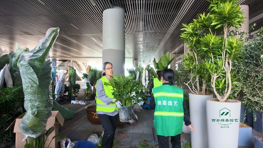 西安绿植租赁栽种-会展中心卸货区 西安绿植租赁栽种-会展中心卸货区