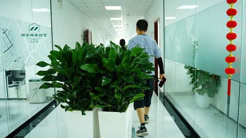 西安高新区花卉租赁哪家好，推荐西安绿嘉园艺