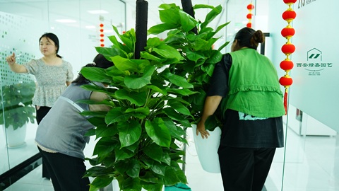 西安办公室绿植租赁，推荐西安绿嘉园艺