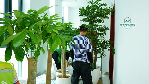 西安绿植租摆哪家好，推荐西安绿嘉园艺