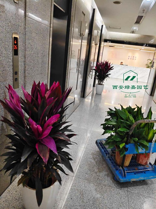 西安绿植租赁更换-西安绿嘉园艺