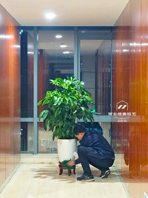 西安绿植租赁养护-西安绿嘉园艺